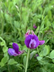 Lathyrus japonicus