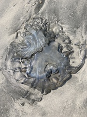 Rhopilema hispidum