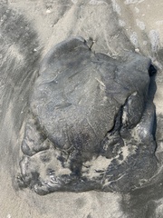 Rhopilema hispidum