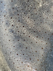 Rhopilema hispidum