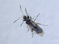 Pseudopachybrachius vinctus