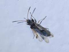 Pseudopachybrachius vinctus