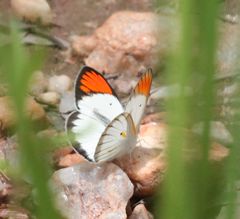 Colotis antevippe gavisa