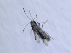 Pseudopachybrachius vinctus