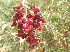 Chenopodium parabolicum