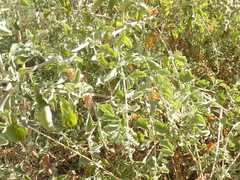 Chenopodium parabolicum