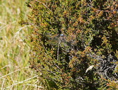 Austroaeschna flavomaculata