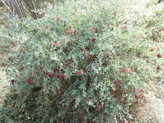 Chenopodium parabolicum