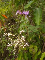 Vernonia saepium