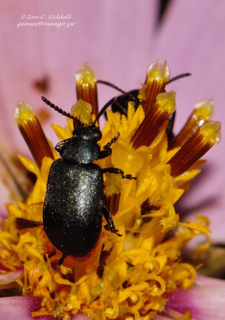 Decarthrocerini