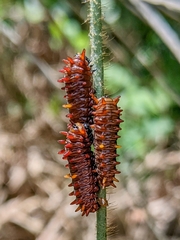 Battus polydamas