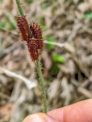 Battus polydamas