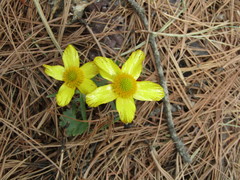 Ranunculus arizonicus