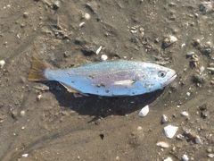 Seriphus politus