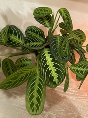 Maranta