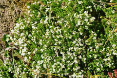 Asperula pusilla