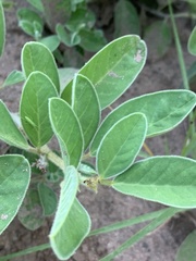 Indigofera flavicans