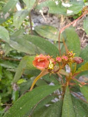 Rhytidophyllum bicolor