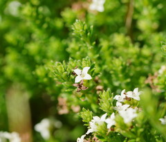 Asperula pusilla