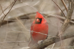 Cardinalis cardinalis