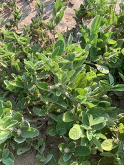 Indigofera flavicans