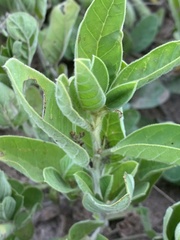 Indigofera flavicans
