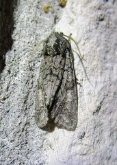 Copivaleria grotei