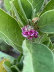 Indigofera flavicans