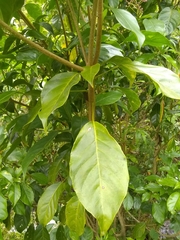Dendropanax arboreus