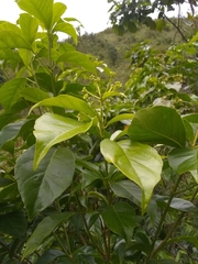 Dendropanax arboreus