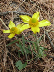 Ranunculus arizonicus