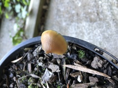 Psilocybe angulospora