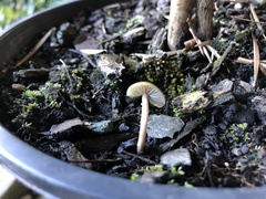 Psilocybe angulospora