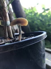 Psilocybe angulospora