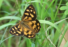 Heteronympha paradelpha