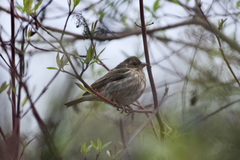 Haemorhous purpureus californicus