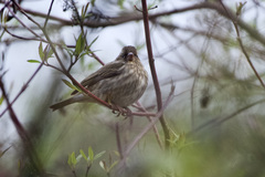Haemorhous purpureus californicus