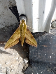 Xylophanes huloti