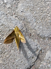 Xylophanes huloti
