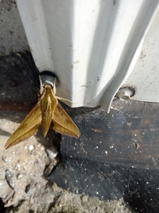 Xylophanes huloti