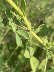 Crotalaria damarensis