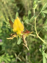Crotalaria damarensis