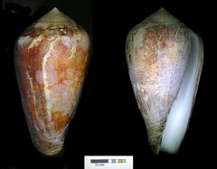 Conus ermineus