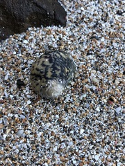 Nerita tessellata