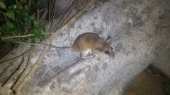 Osgoodomys banderanus