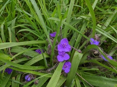 Tradescantia tharpii