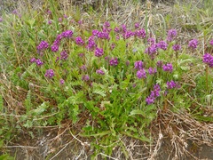 Oxytropis erecta