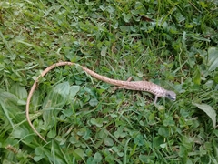 Gerrhonotus ophiurus