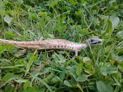 Gerrhonotus ophiurus