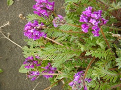 Oxytropis erecta
